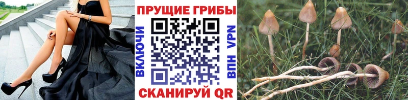 mega зеркало  Майский  Галлюциногенные грибы Psilocybine cubensis 
